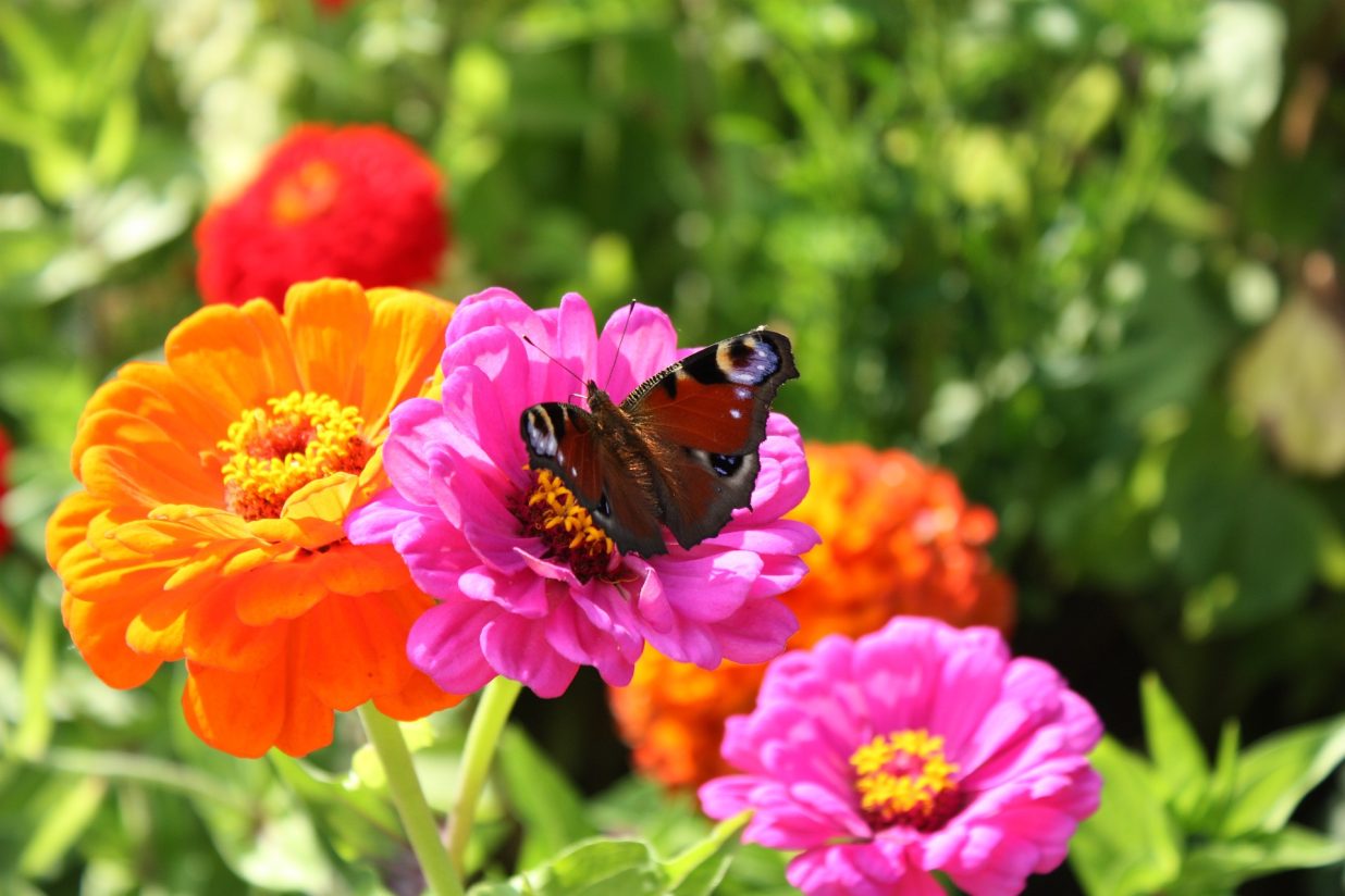 Supporting RHS Flower Show